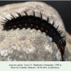 argynnis aglaja daghestan chiragchay larva l5